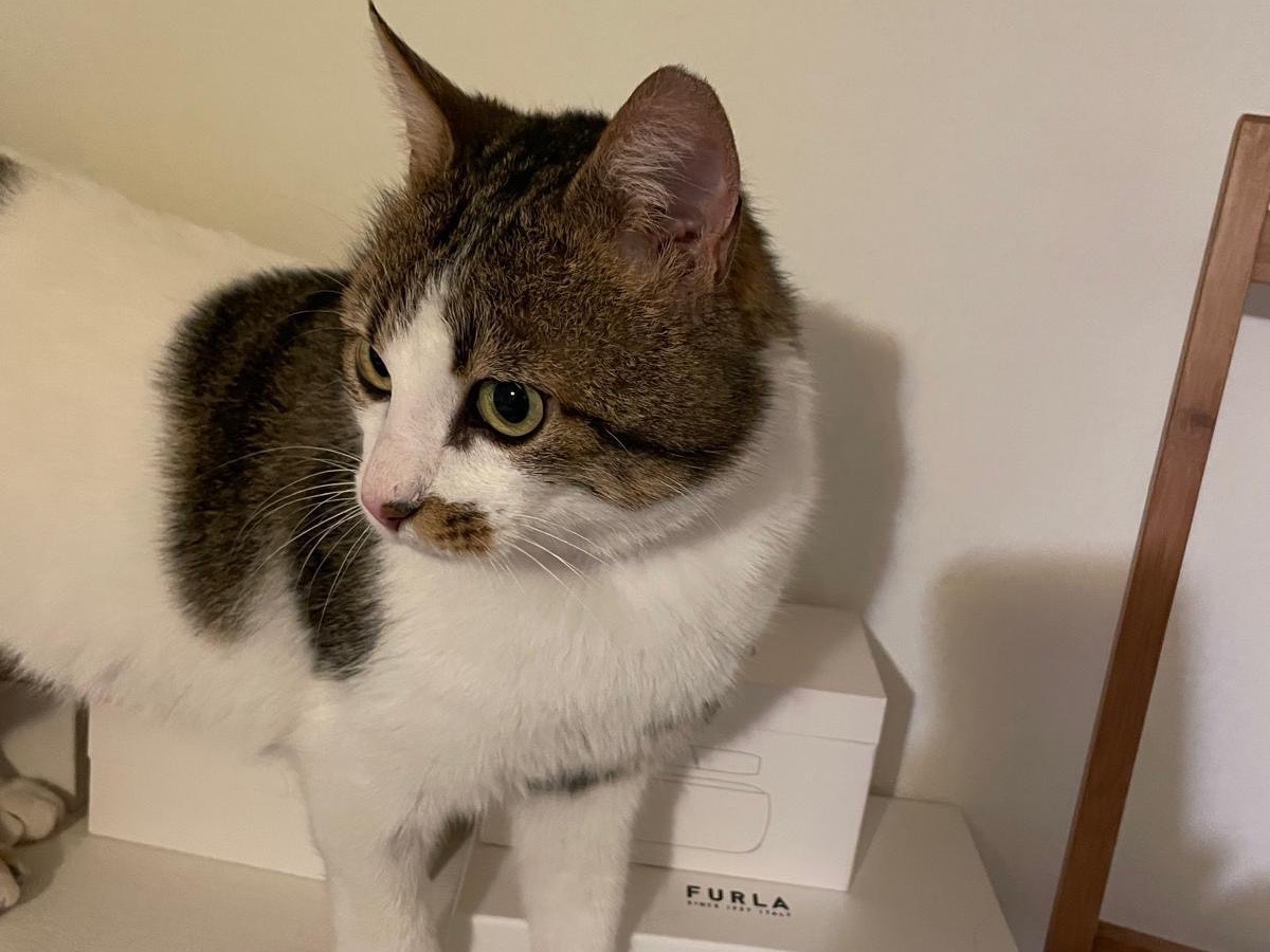 Adotta un gatto, taglia non valida, maschio, Brescia