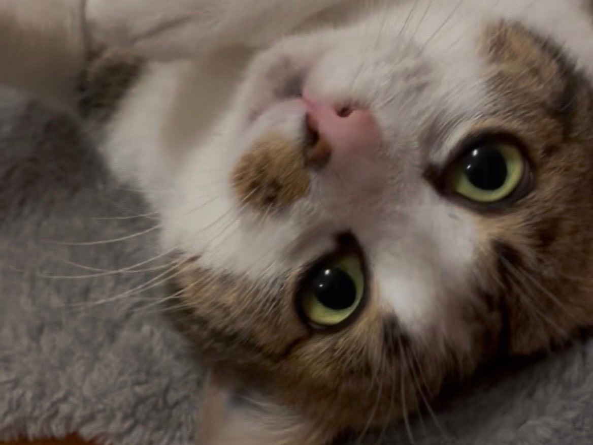 Vuoi adottare un gatto a Brescia?