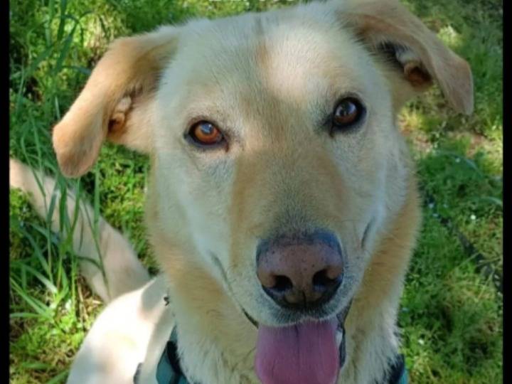 Adozione cane, maschio, Razza sconosciuta Razza sconosciuta, 14 anni, taglia media contenuta, Milano