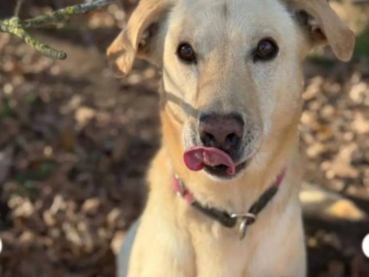 Adotta un cane, maschio, 14 anni, Milano