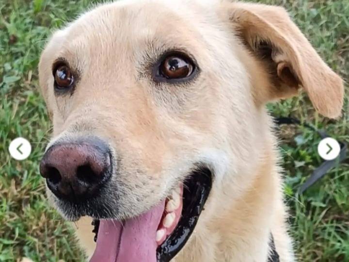 Adotta un cane, taglia media contenuta, maschio, Milano