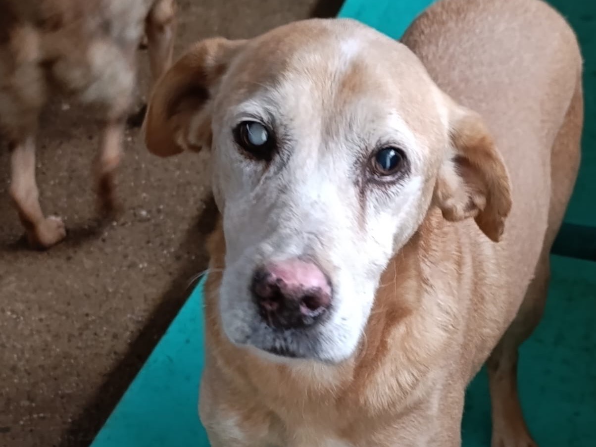 Adozione cane, maschio, Razza sconosciuta Razza sconosciuta, 8 anni e 9 mesi, taglia media contenuta, Pordenone