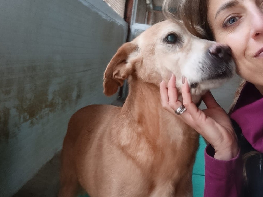 Adotta il cane Jack Sparrow a Pordenone