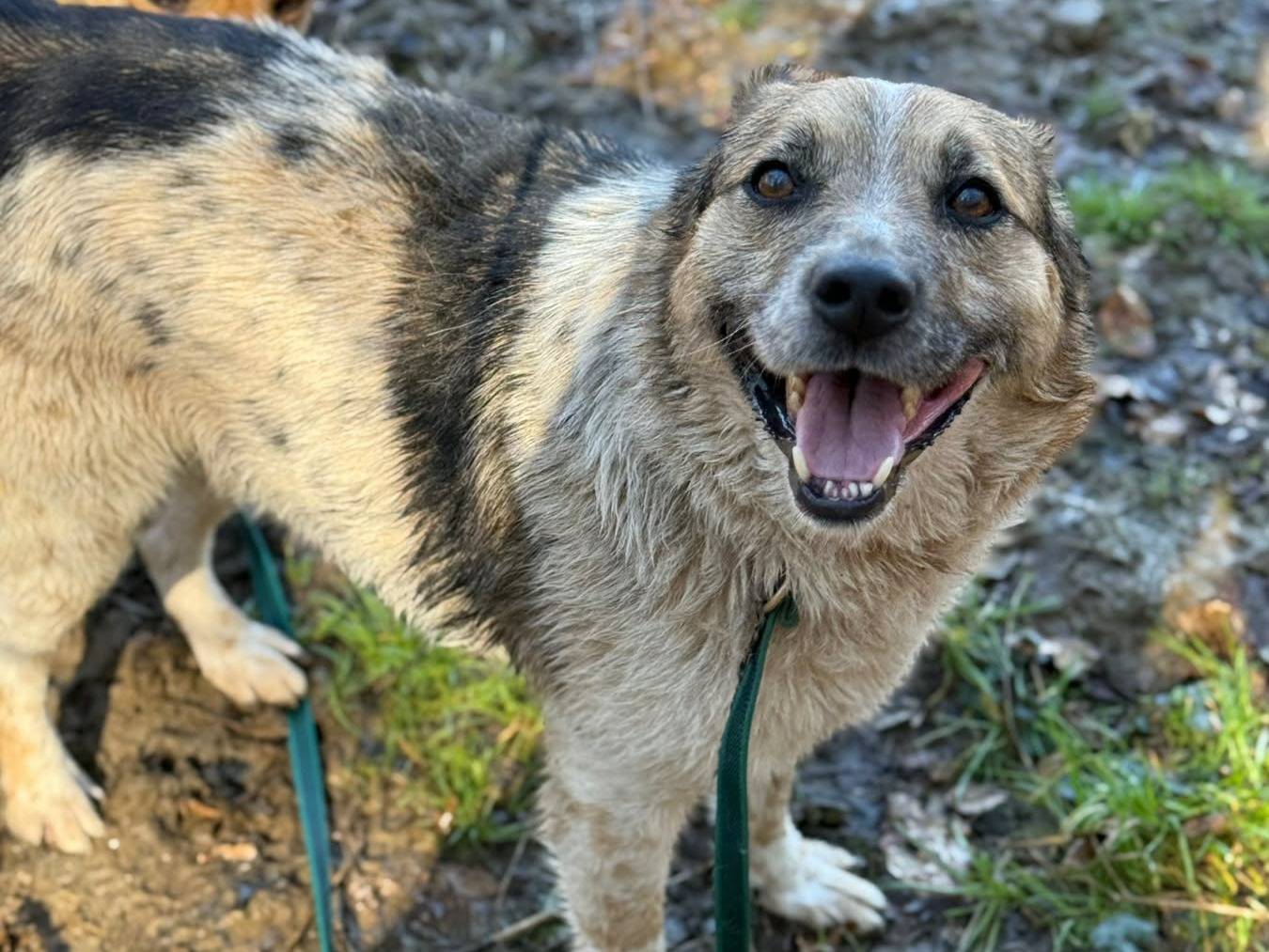 Adotta un cane, maschio, 7 anni e 5 mesi, Firenze