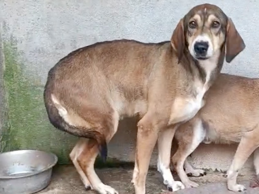Adozione cane, femmina, Razza sconosciuta Razza sconosciuta, 3 anni e 6 mesi, taglia media, Venezia
