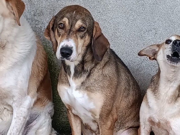Adotta un cane, femmina, 3 anni e 6 mesi, Venezia