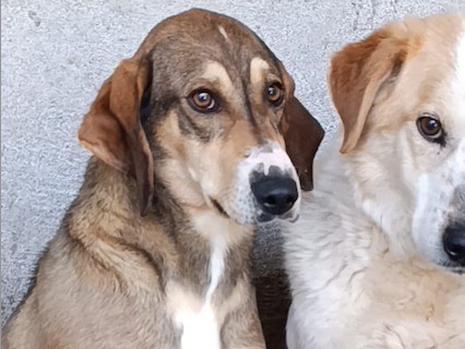 Adotta un cane, taglia media, femmina, Venezia