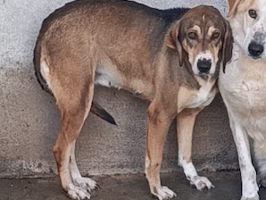 Vuoi adottare un cane a Venezia?