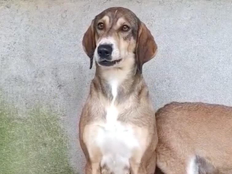 Adotta il cane Fara a Venezia