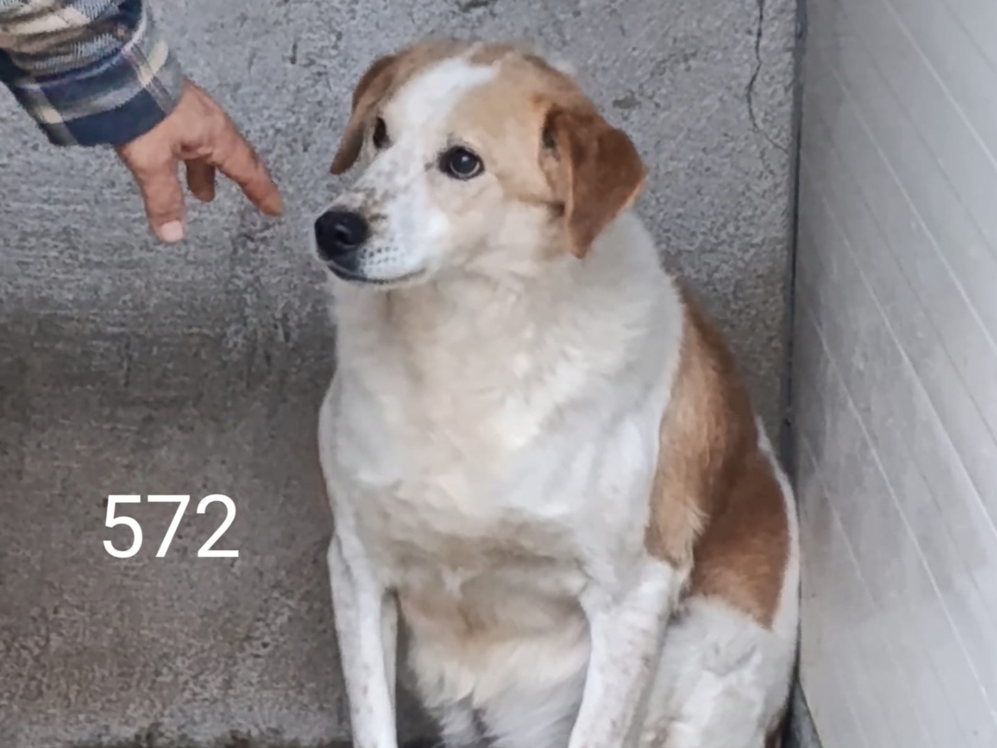 Vuoi adottare un cane a Bolzano?