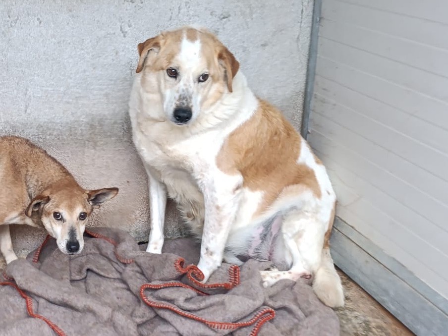 Adotta il cane Elio a Bolzano