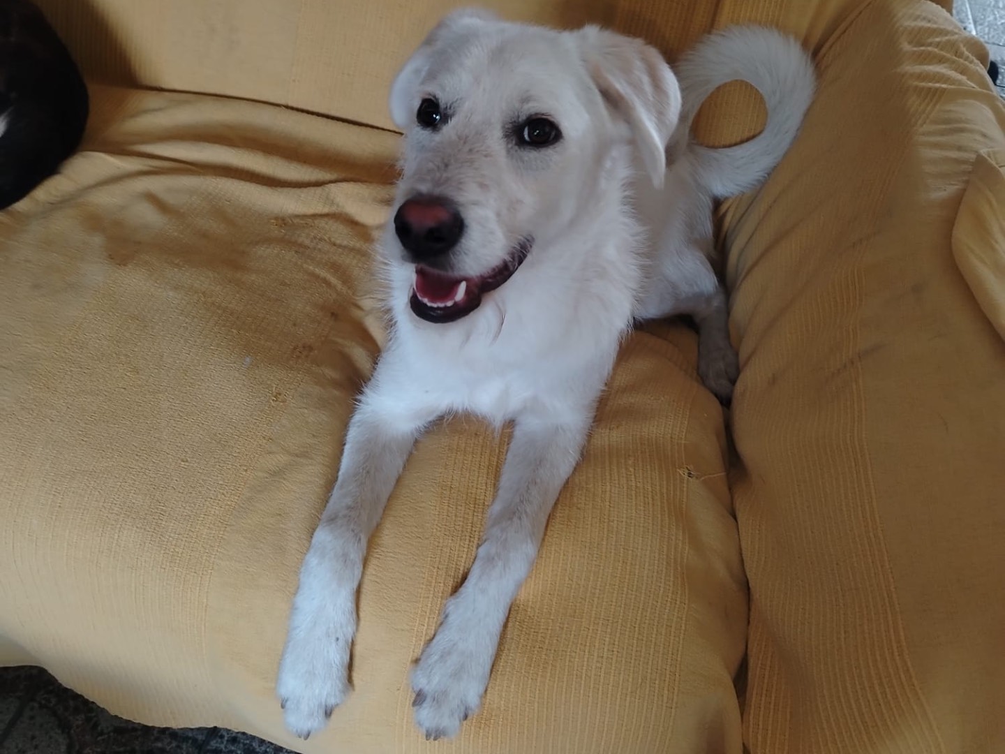 Adozione cane, maschio, Razza sconosciuta Razza sconosciuta, 10 mesi, taglia media, Cosenza