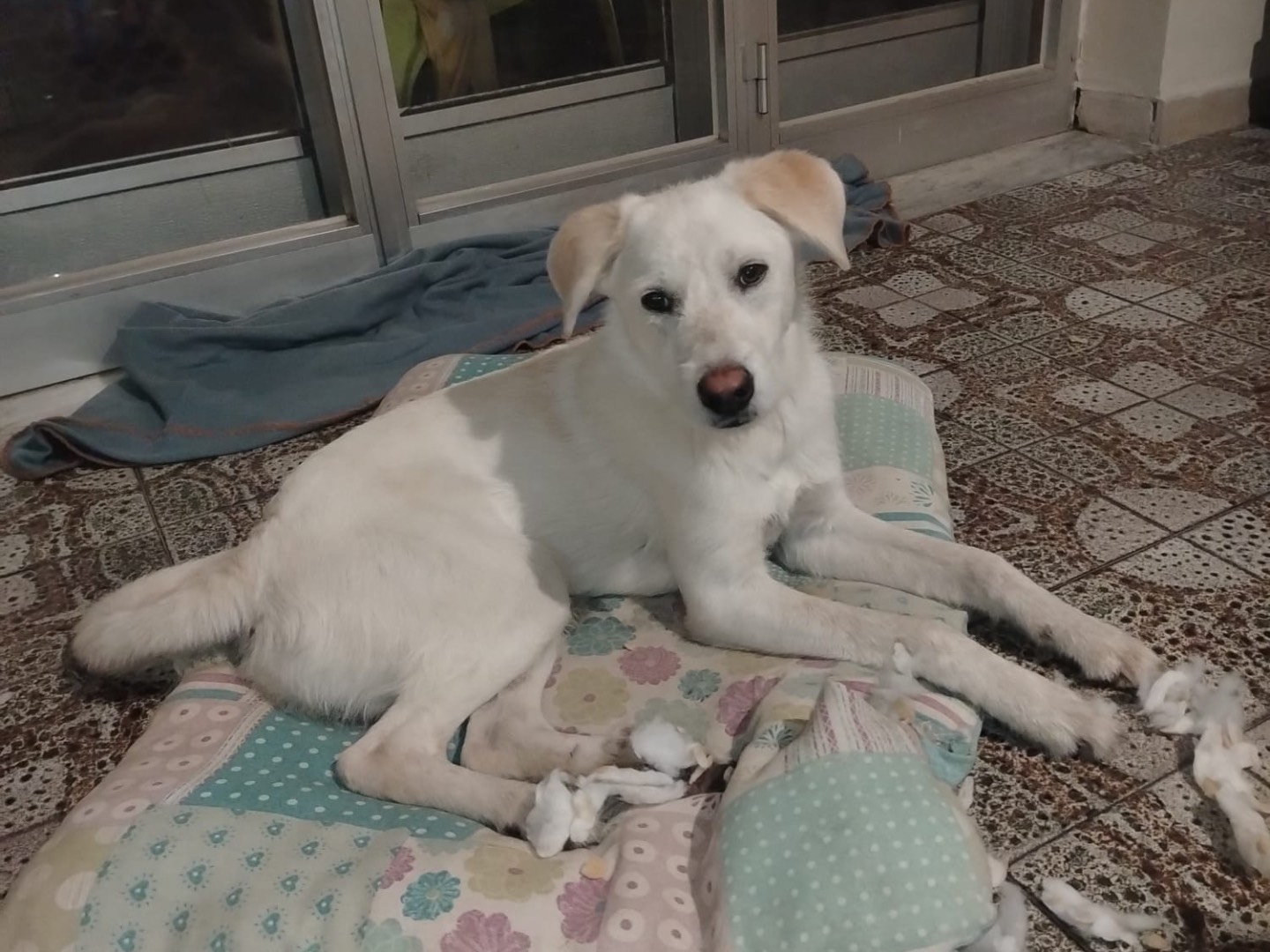 Adotta un cane, taglia media, maschio, Cosenza