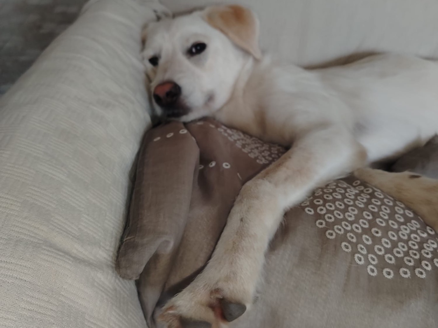 Vuoi adottare un cane a Cosenza?