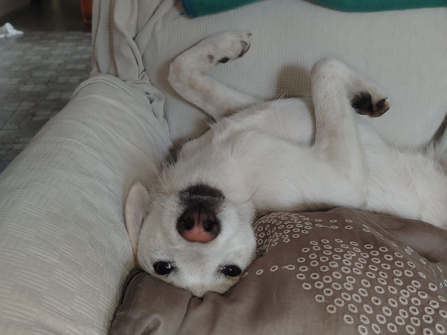 Adotta il cane Greg a Cosenza