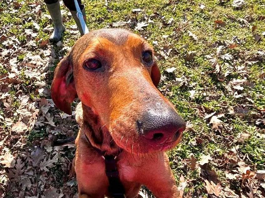 Adotta un cane, taglia media, femmina, Cremona