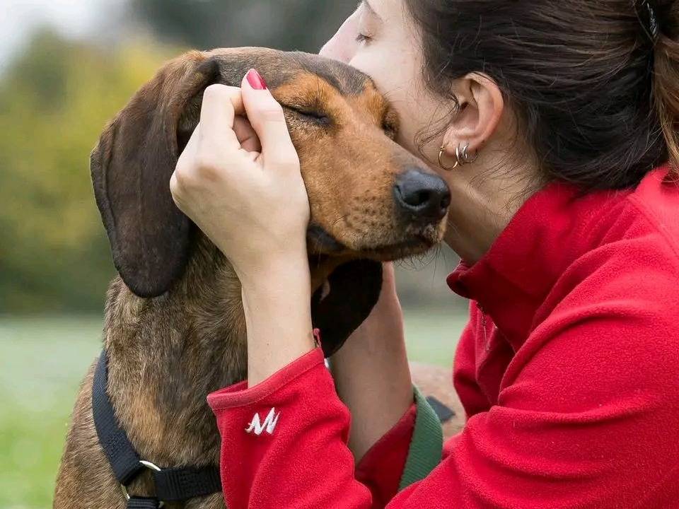 Vuoi adottare un cane a Cremona?
