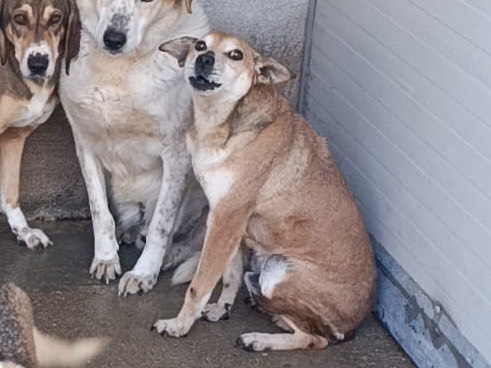 Vuoi adottare un cane a Como?