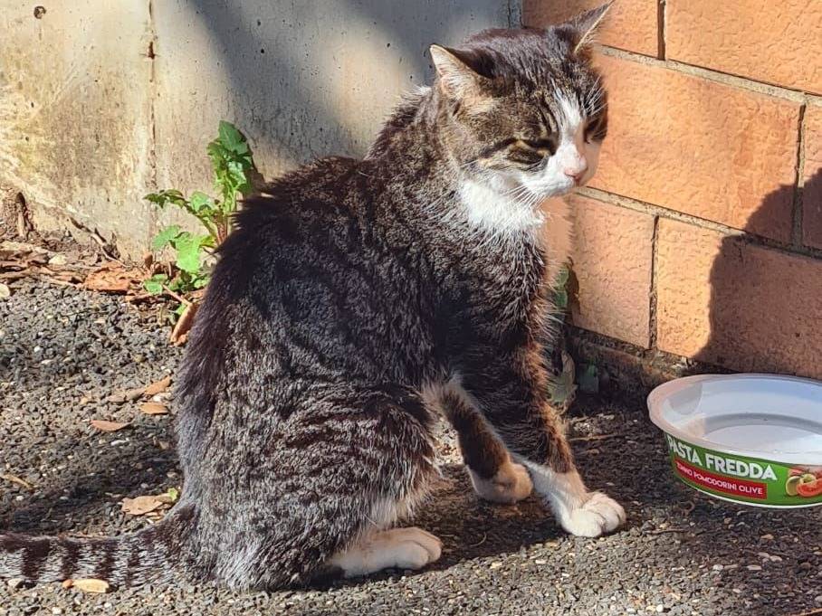 Adozione gatto, maschio, Razza sconosciuta Razza sconosciuta, 10 anni, taglia non valida, Roma