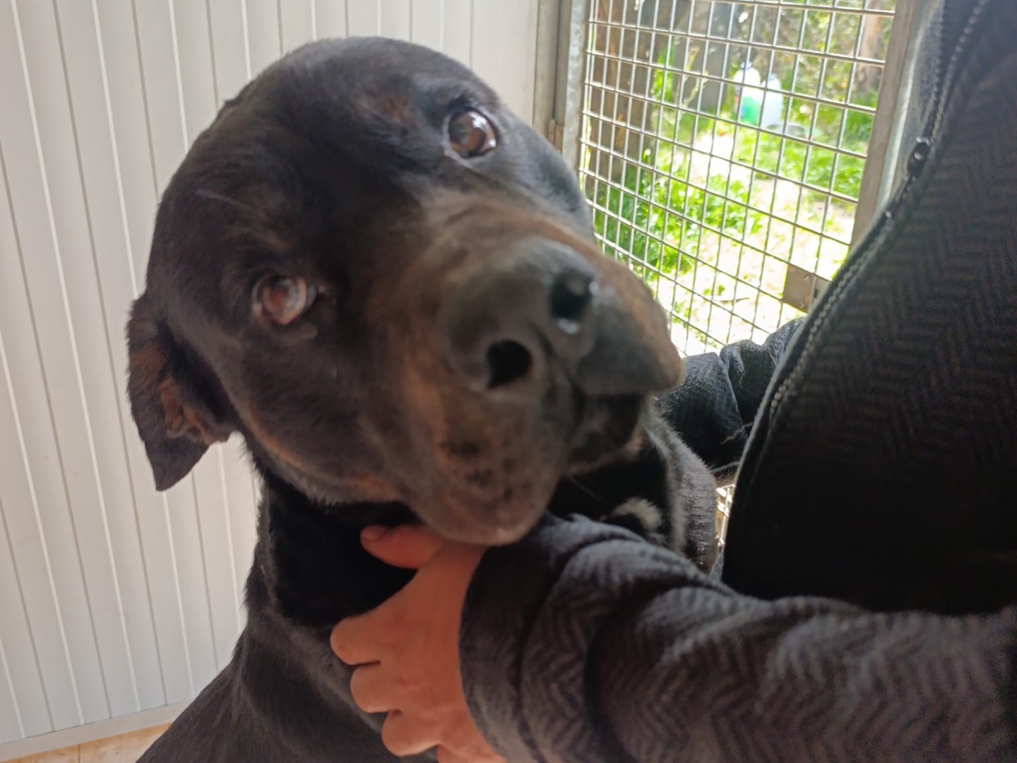 Adozione cane, maschio, Rottweiler Razza sconosciuta, 3 anni e 1 mese, taglia gigante, Treviso