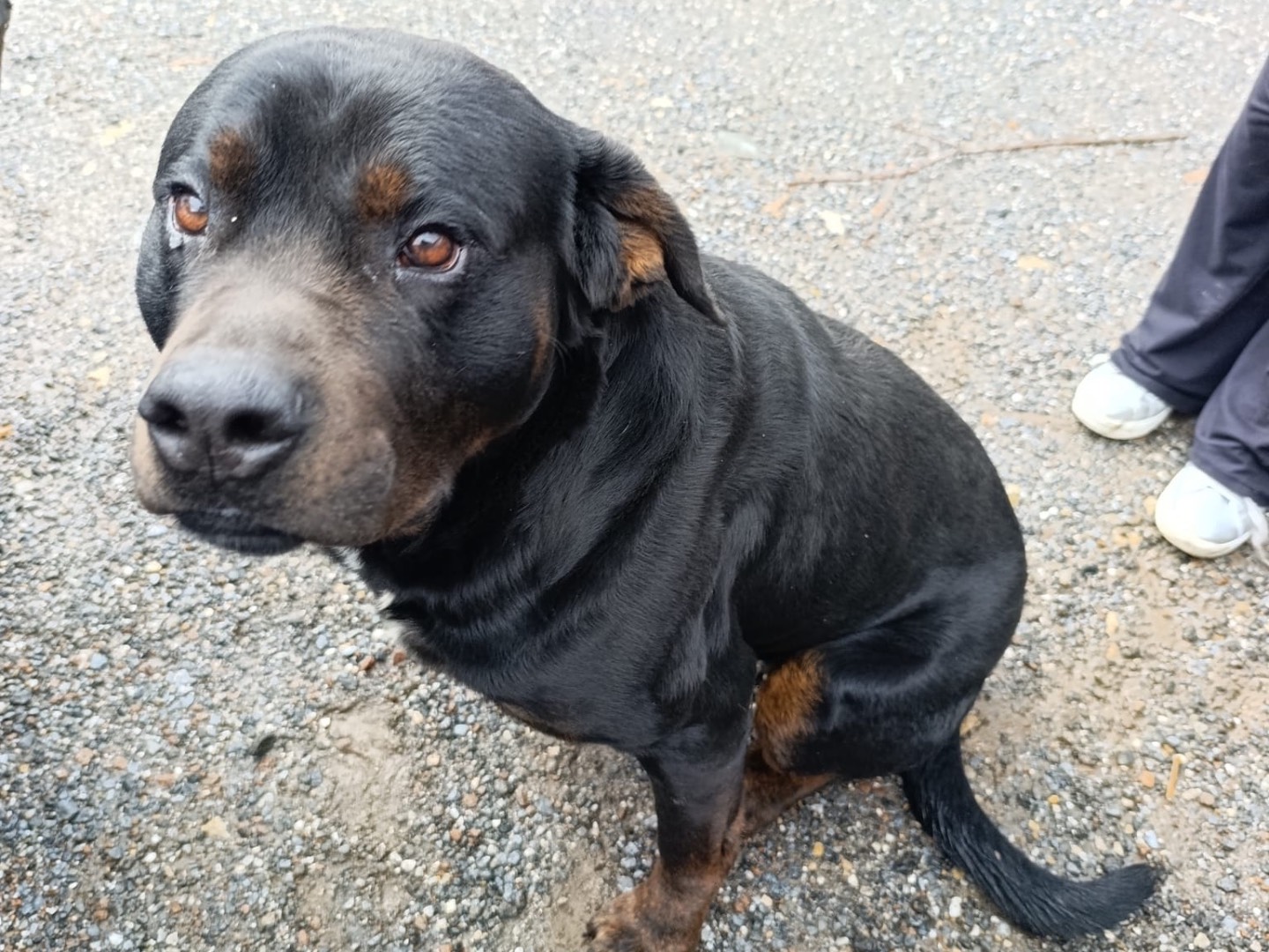 Adotta un cane, taglia gigante, maschio, Treviso