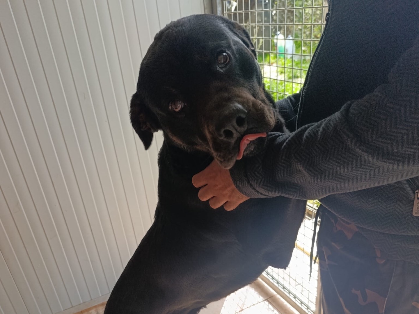 Adotta il cane Lapo a Treviso