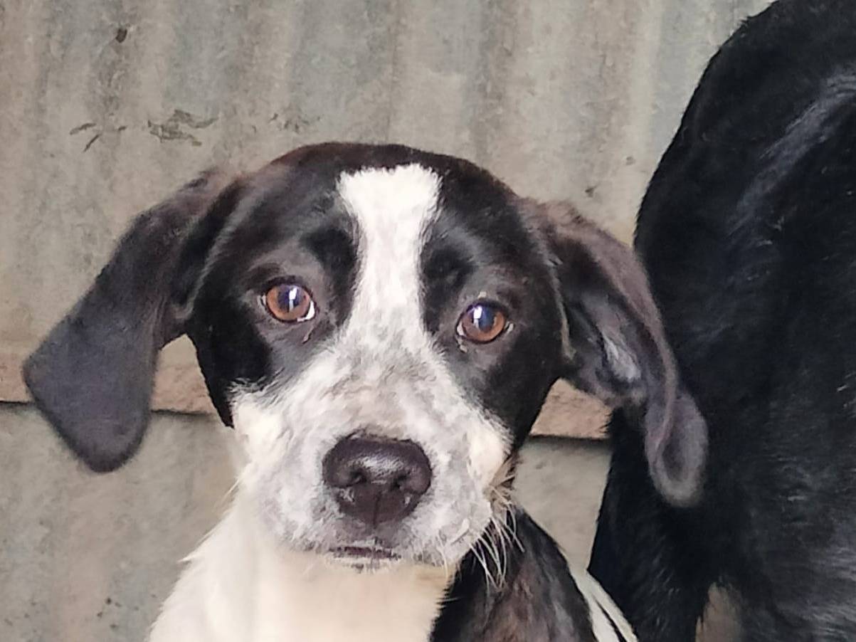 Adozione cane, femmina, Razza sconosciuta Razza sconosciuta, 5 mesi, taglia piccola, Frosinone