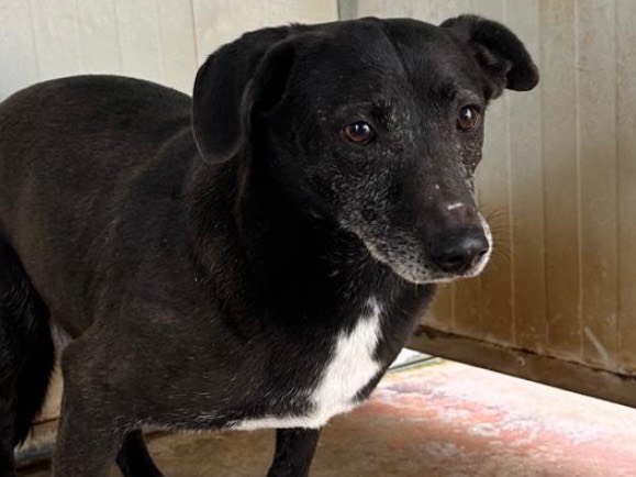 Adotta un cane, maschio, 5 anni, Latina