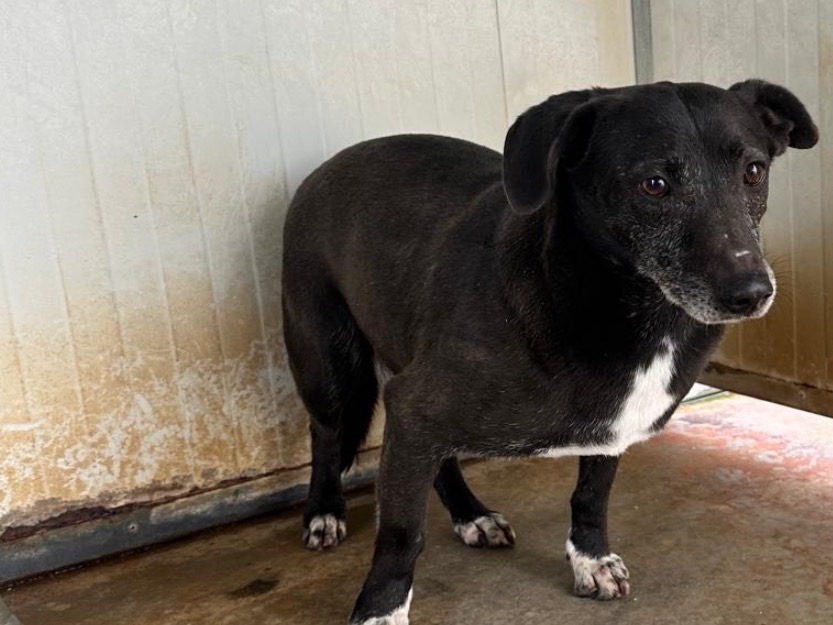 Adotta un cane, taglia media, maschio, Latina