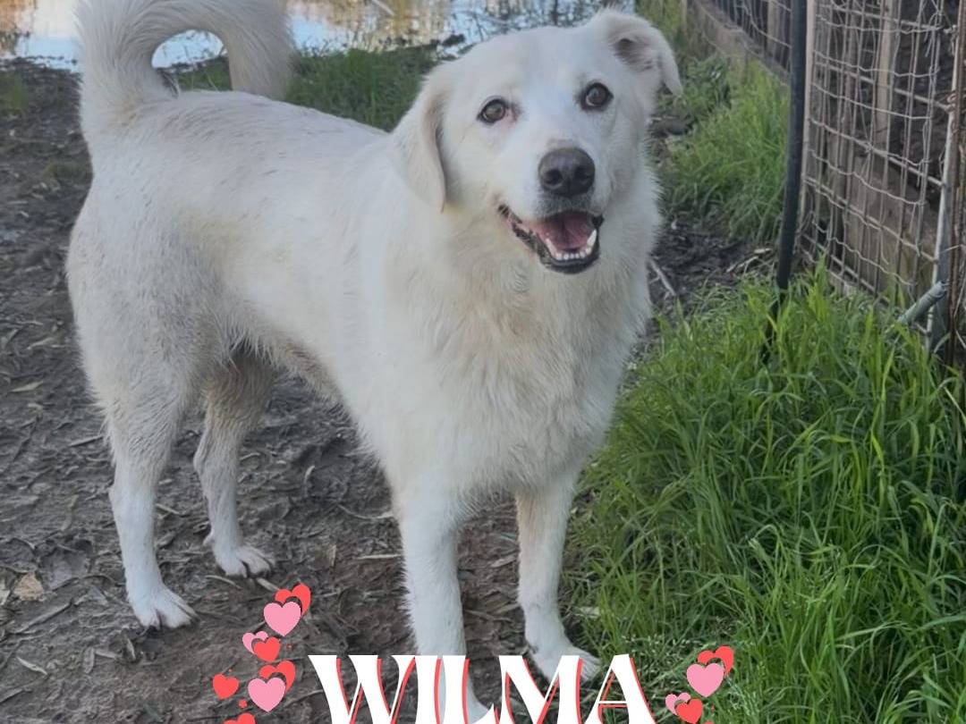 Adozione cane, femmina, Razza sconosciuta Razza sconosciuta, 2 anni e 2 mesi, taglia media, Crotone