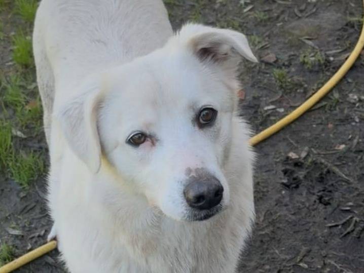 Adotta un cane, taglia media, femmina, Crotone