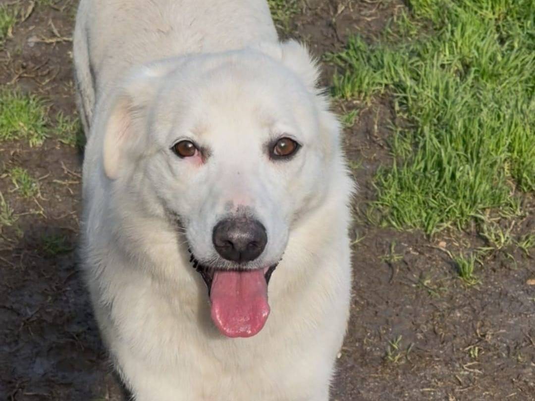 Vuoi adottare un cane a Crotone?