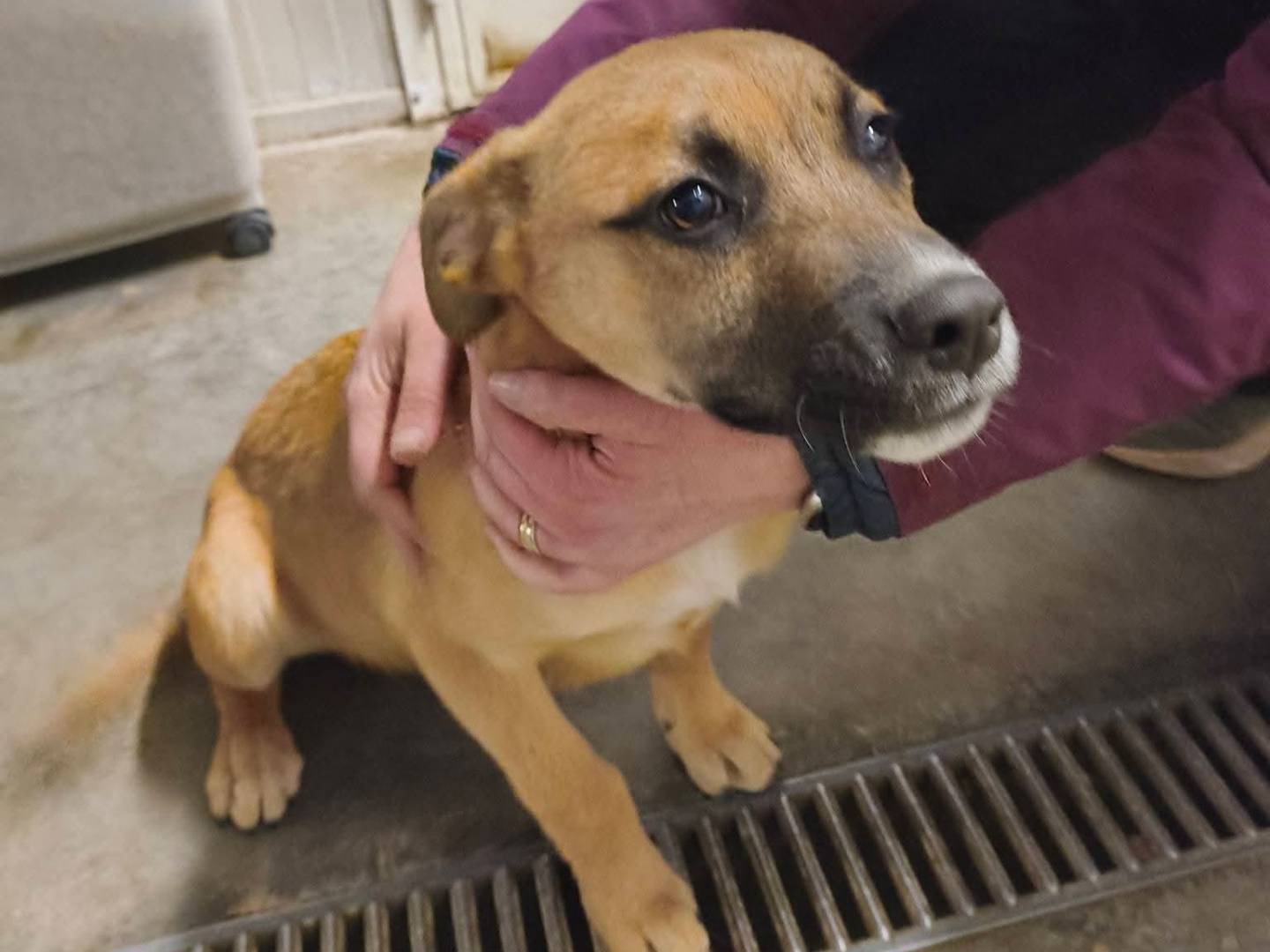 Adozione cane, maschio, Razza sconosciuta Razza sconosciuta, 4 mesi, taglia media, Milano