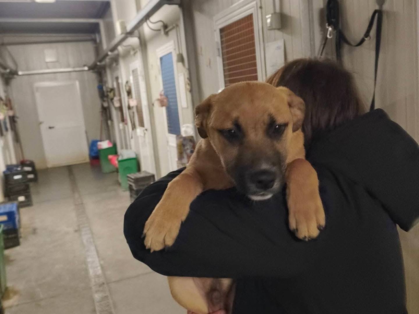 Adotta un cane, maschio, 4 mesi, Milano