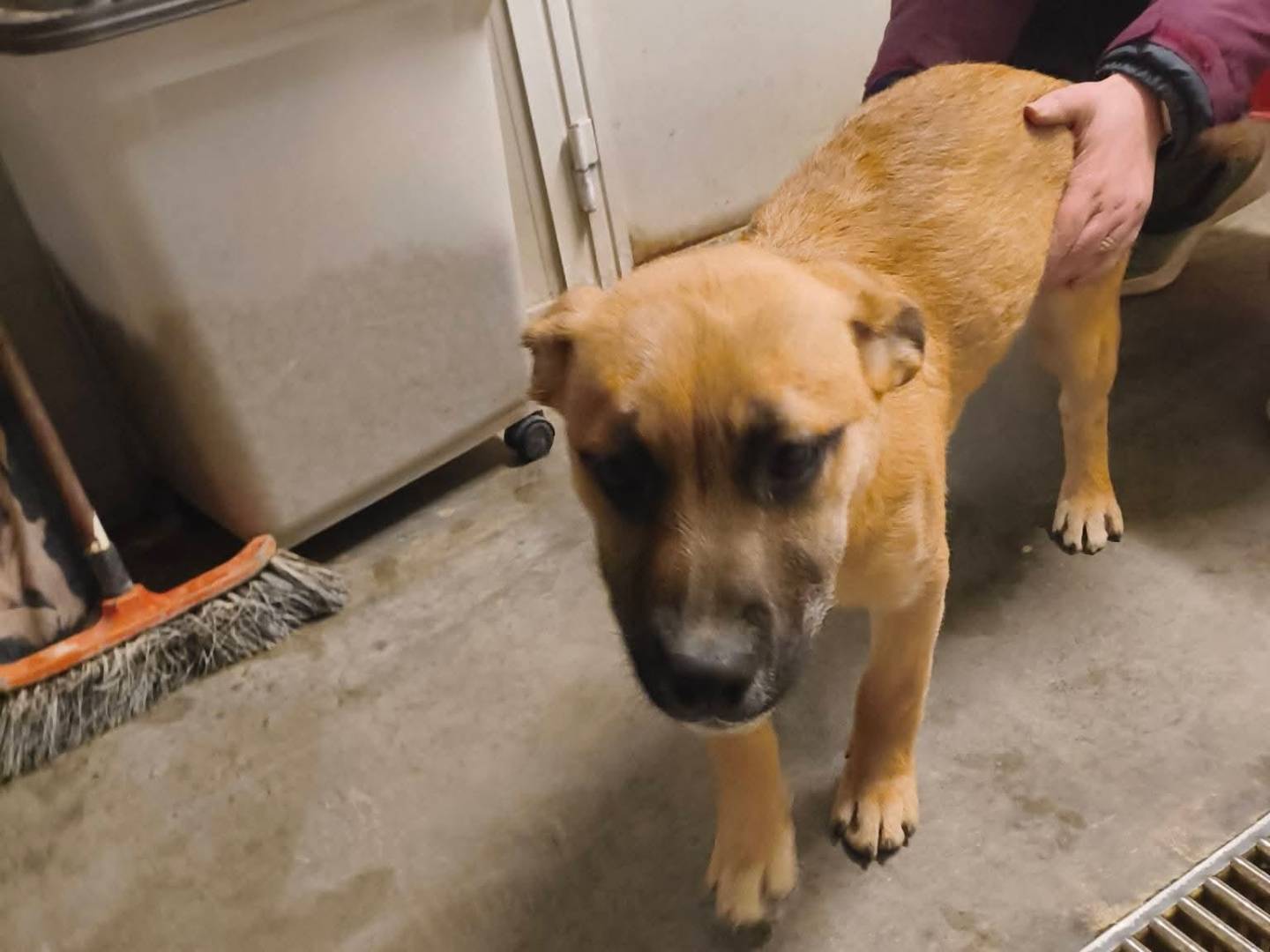 Adotta un cane, taglia media, maschio, Milano
