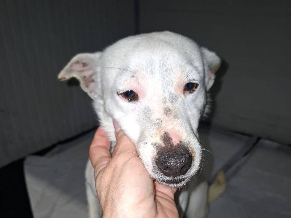 Adozione cane, femmina, Razza sconosciuta Razza sconosciuta, 2 anni e 1 mese, taglia piccola, Milano