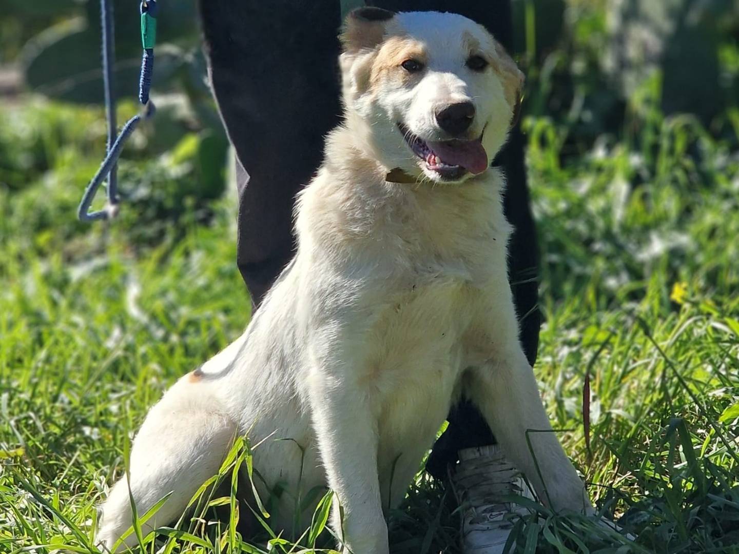 Adozione cane, maschio, Labrador Retriever Razza sconosciuta, 6 mesi, taglia grande, Milano