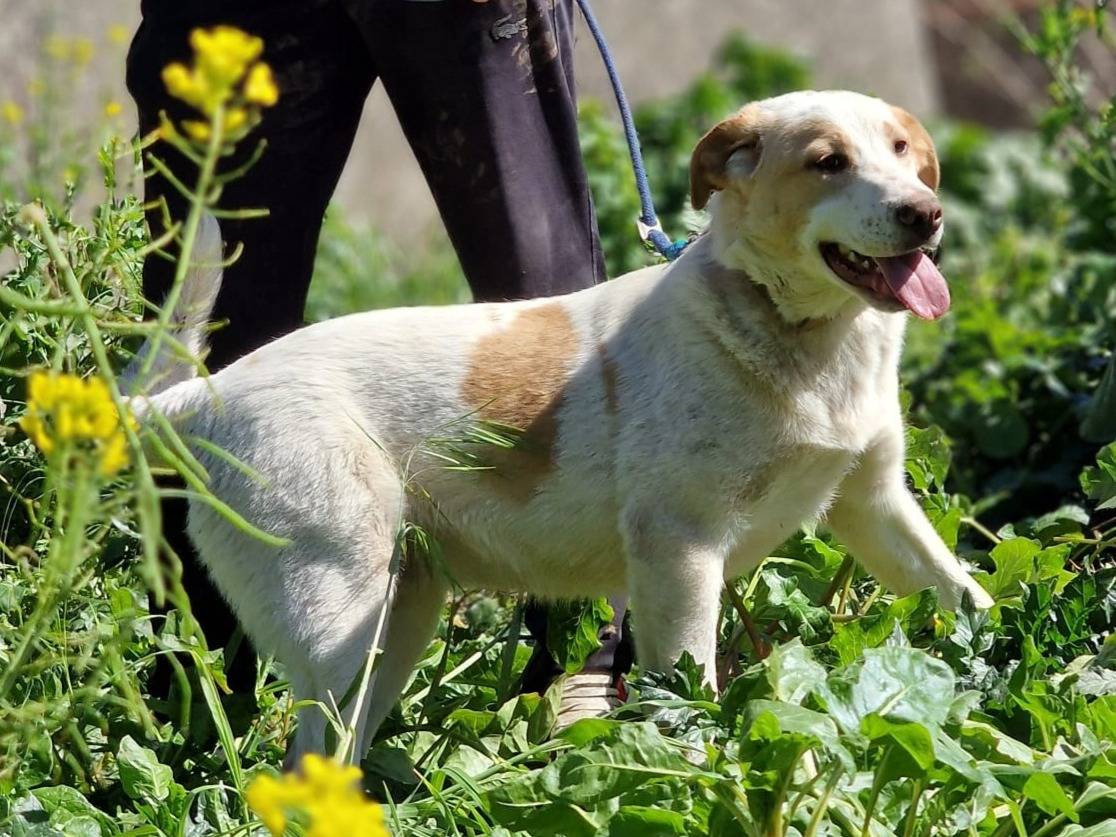 Adotta un cane, maschio, 6 mesi, Milano