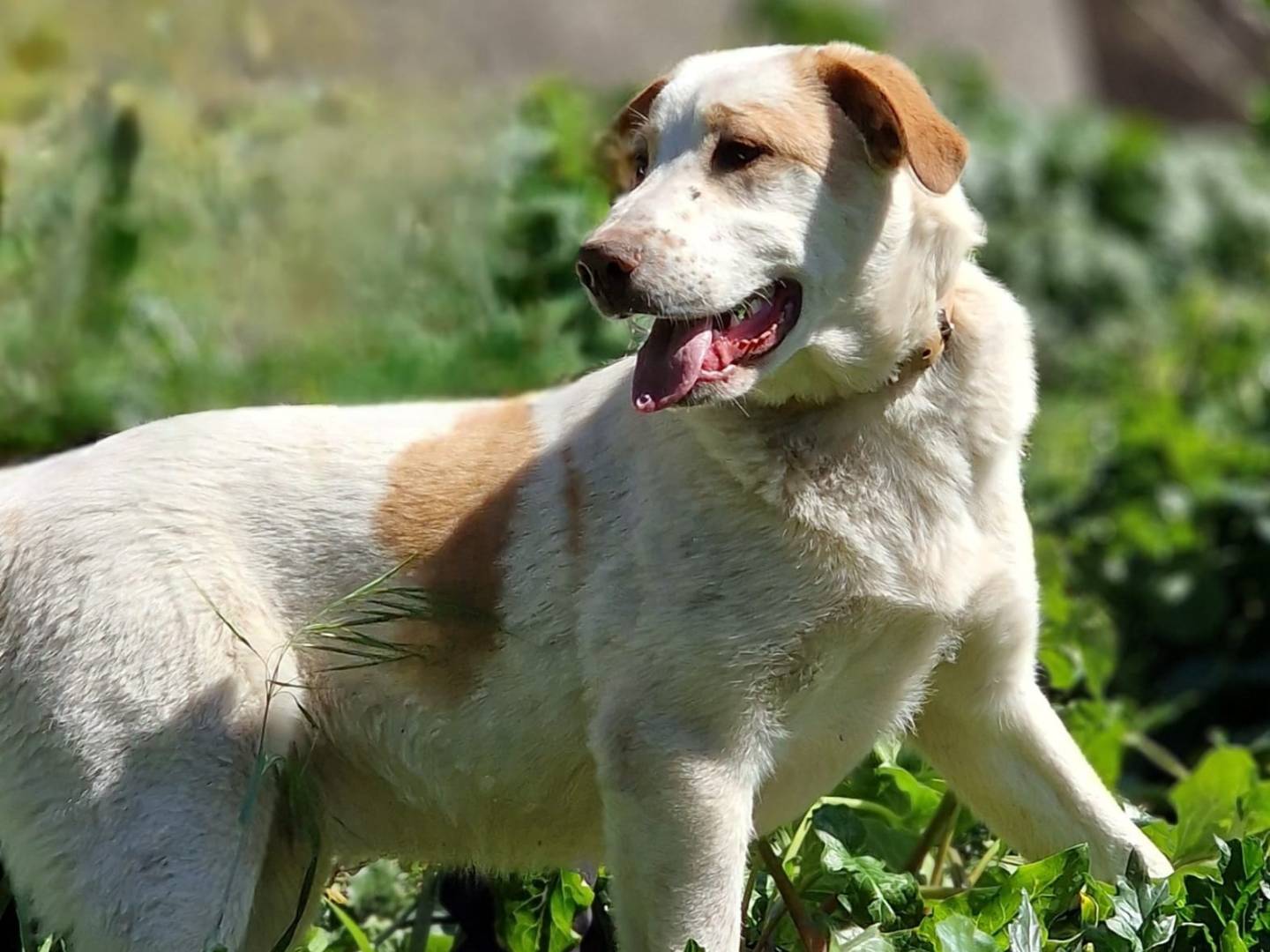 Adotta un cane, taglia grande, maschio, Milano