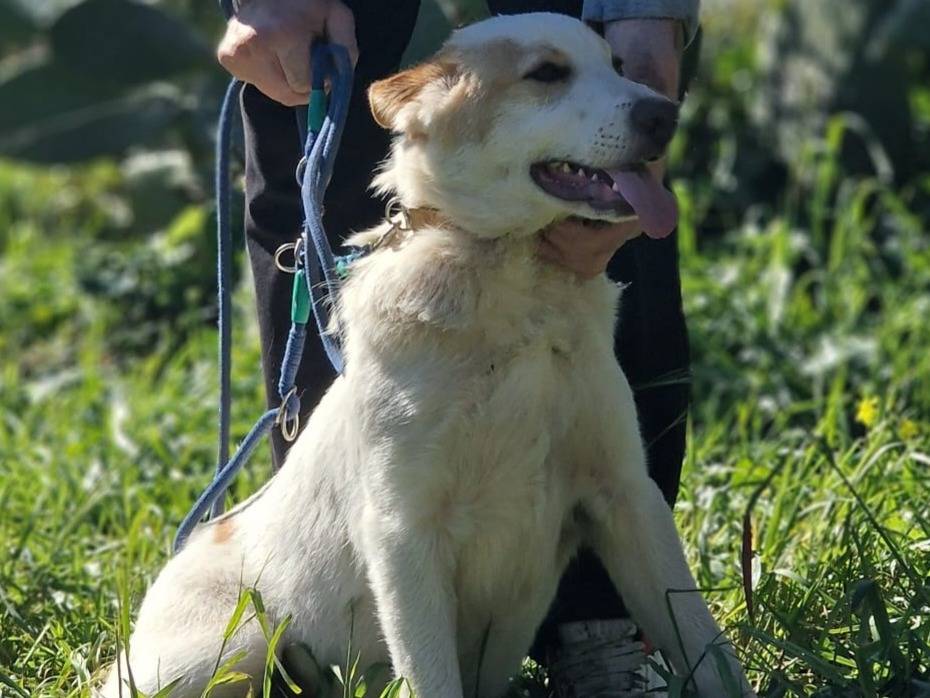 Vuoi adottare un cane a Milano?