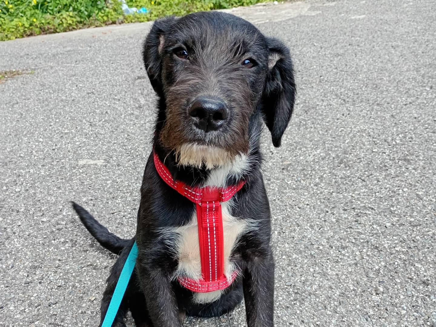 Adozione cane, maschio, Spinone Razza sconosciuta, 7 mesi, taglia media contenuta, Bologna