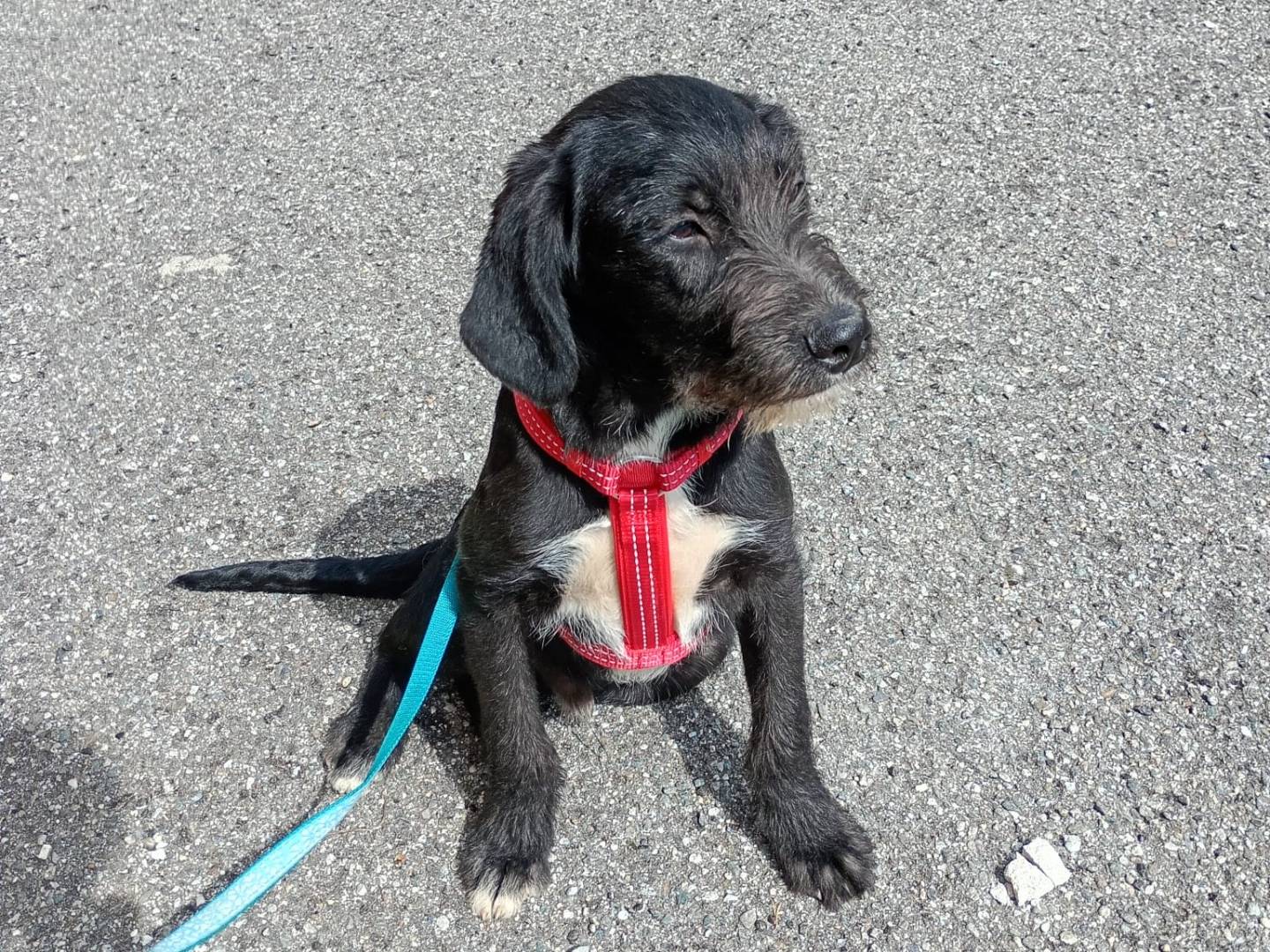 Adotta un cane, maschio, 7 mesi, Bologna