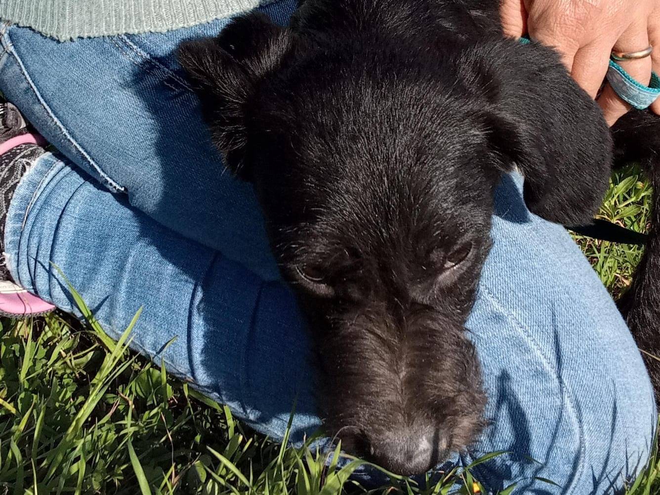 Vuoi adottare un cane a Bologna?