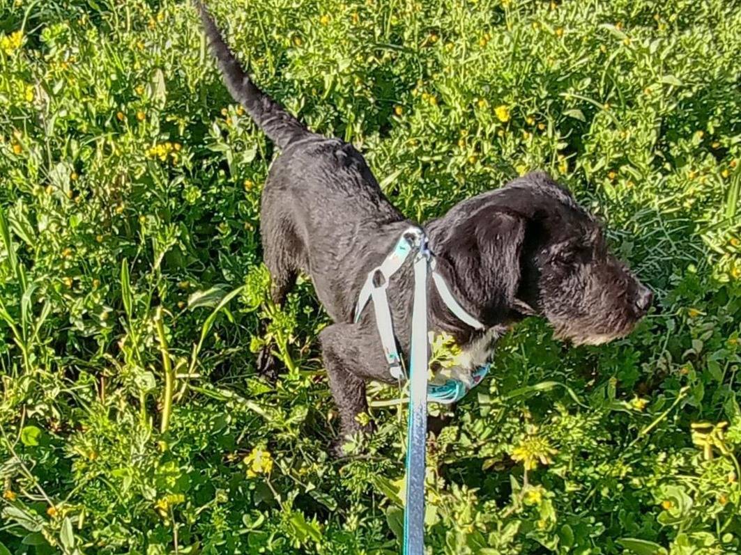 Adotta il cane SOLE MIX SPINONCINO  a Bologna