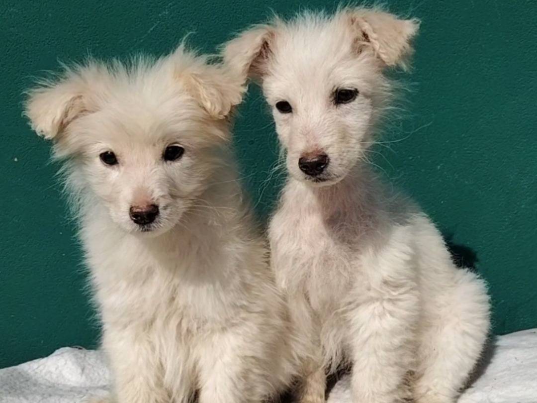 Adozione cane, femmina, Razza sconosciuta Razza sconosciuta, 2 mesi, taglia media contenuta, Bergamo