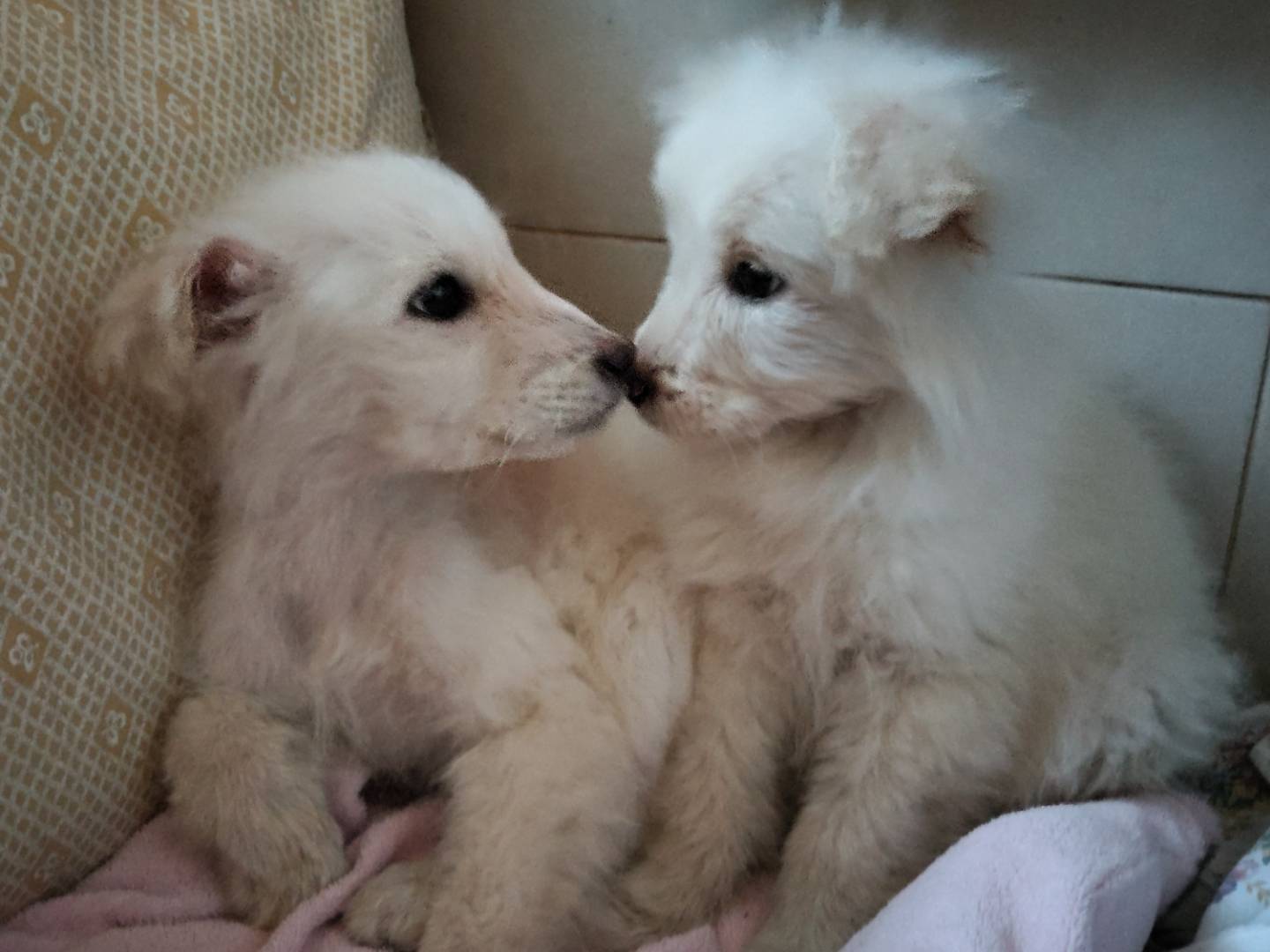 Adotta un cane, femmina, 2 mesi, Bergamo