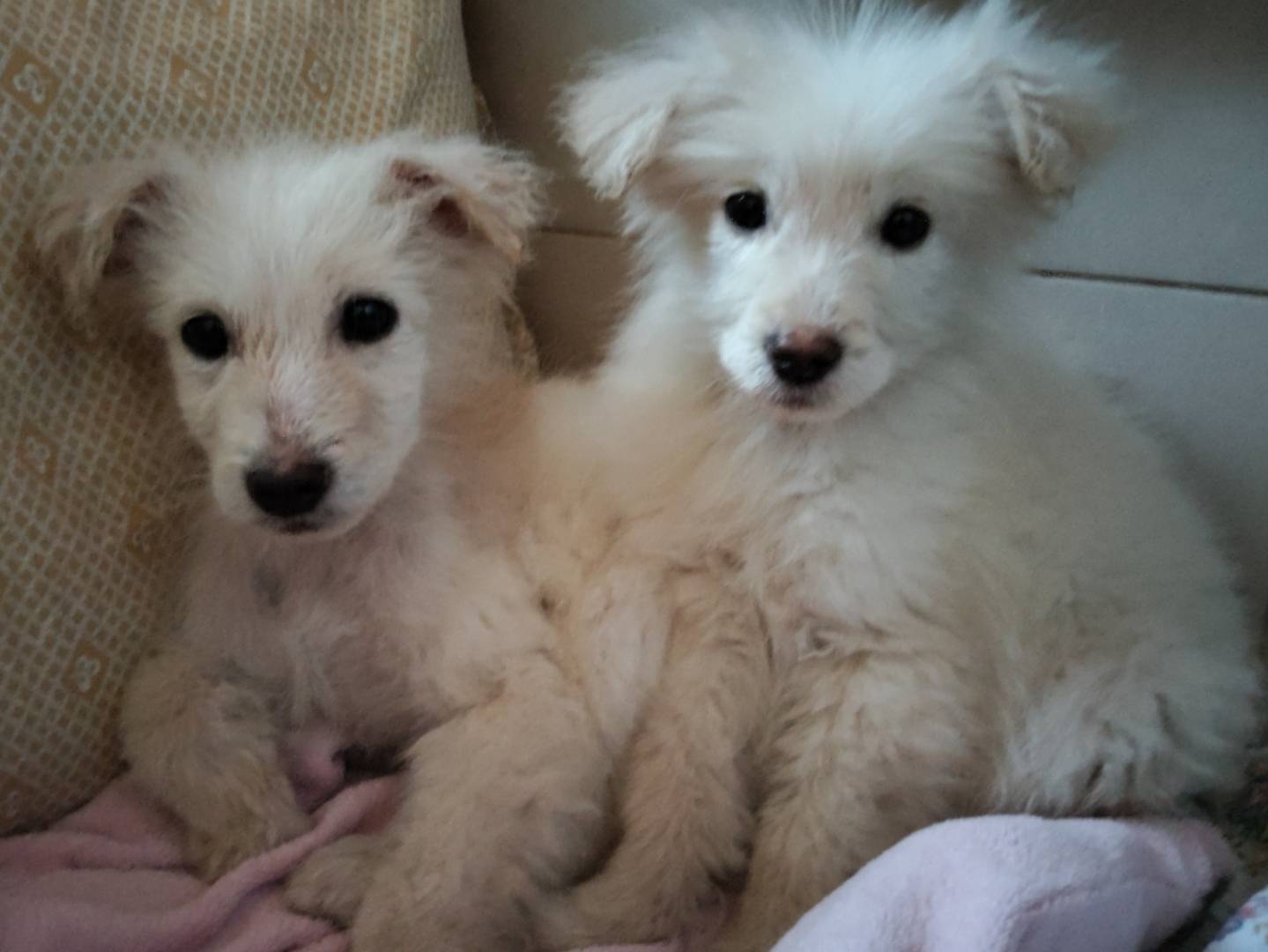 Adotta un cane, taglia media contenuta, femmina, Bergamo