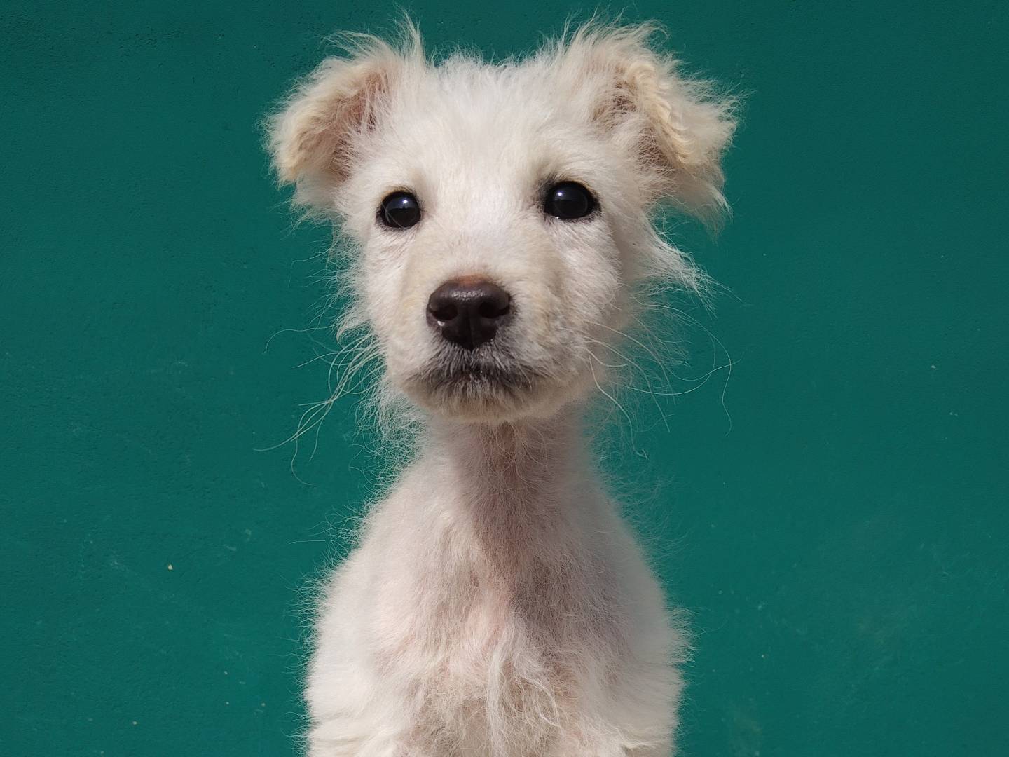 Adotta il cane NEVE e NUVOLA  a Bergamo