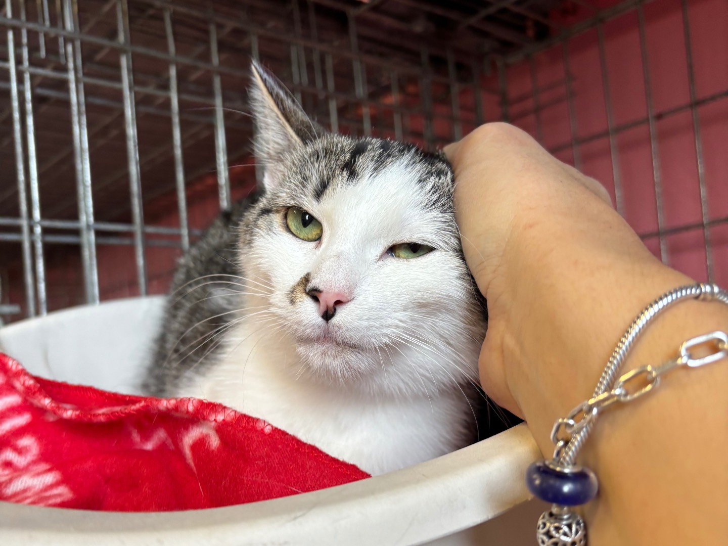 Adozione gatto, femmina, Razza sconosciuta Razza sconosciuta, 5 mesi, taglia non valida, Brescia