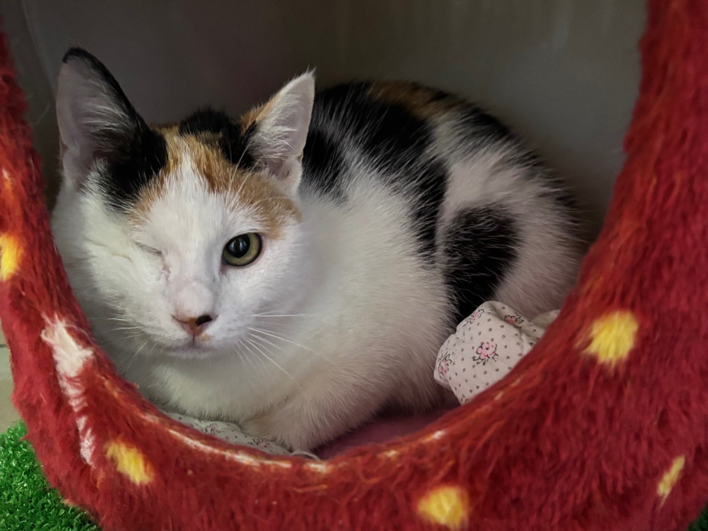 Adotta un gatto, femmina, 5 mesi, Brescia